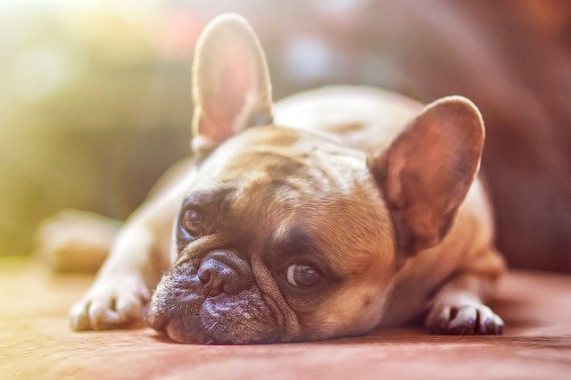 Fransk bulldog – en hunderace der er en rigtig god familiehund