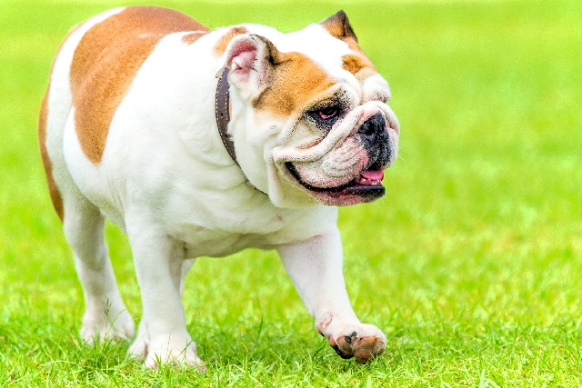 Gode råd til dig, som overvejer at købe en Engelsk Bulldog